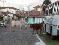 krávy a koně v Lavras Novas (Brazílie)